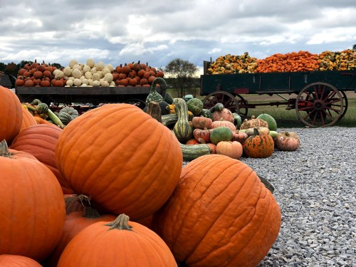 A variety of pumpkins and gourds are displayed on a gravel surface, with a wagon full of pumpkins in the background.