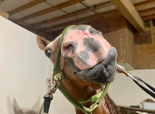 A close-up of a horse's face with a halter, showing its nose and mouth in a barn setting.