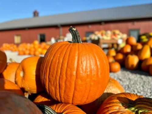 A close-up of a bright orange pumpkin with a textured surface, surrounded by many other pumpkins in a farm setting.