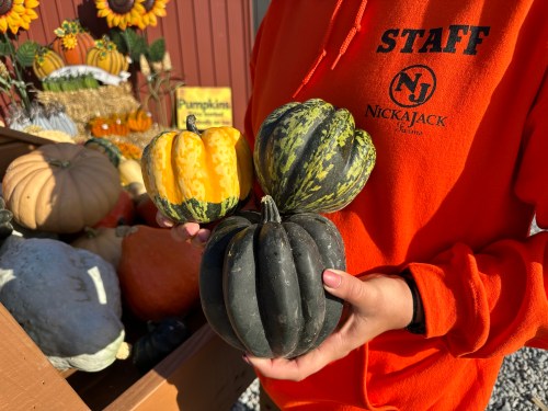 A person in an orange hoodie holds three decorative gourds in front of a display of pumpkins and fall decorations.