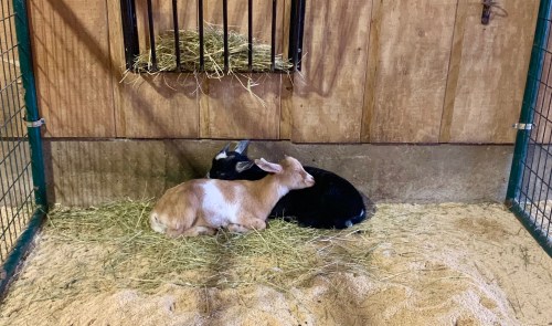 Two goats, one brown and white and the other black, are cuddling together on hay in a barn.