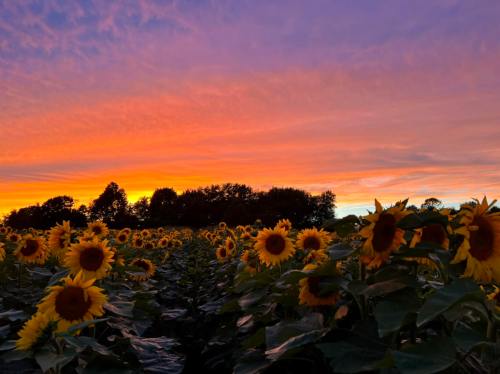 A vibrant sunset over a field of sunflowers, with colorful clouds and silhouettes of trees in the background.