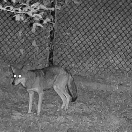 A coyote stands near a fence at night, with glowing eyes reflecting light in a dark setting.