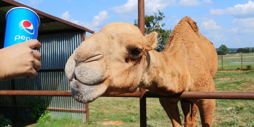 A camel curiously approaches a hand holding a can of Pepsi near a fence on a sunny day.