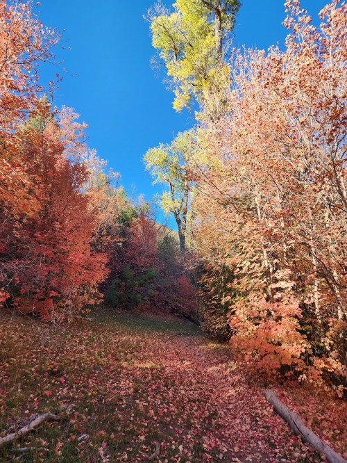 A vibrant autumn scene with colorful trees and fallen leaves under a clear blue sky.
