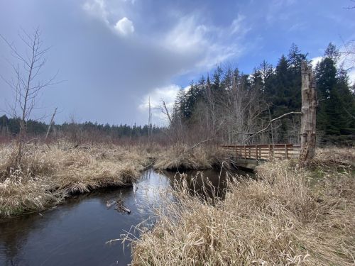 A serene wetland scene with a stream, dry grass, and a wooden bridge under a cloudy sky and tall trees.