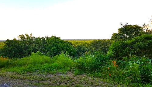 Lush green landscape with trees and tall grass, stretching towards a distant horizon under a clear sky.