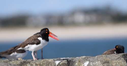 A close-up of a bird with a long orange beak perched on a rock, with another bird in the background and a beach scene.