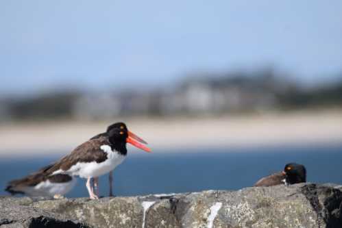 Two birds perched on a rocky surface by the water, one with a bright orange beak, against a blurred coastal background.