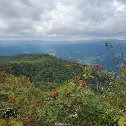 A panoramic view of rolling green hills under a cloudy sky, with vibrant foliage in the foreground.