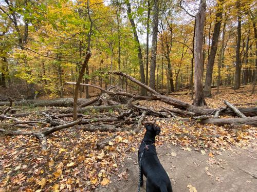 A black dog stands on a trail surrounded by colorful autumn trees and fallen logs in a forest.