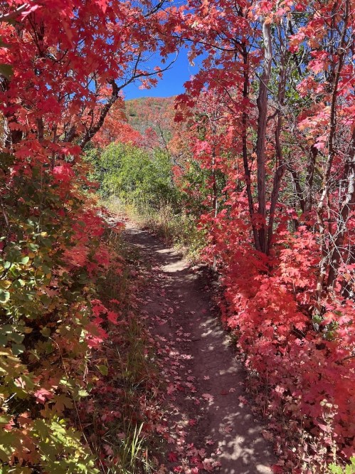 A winding dirt path surrounded by vibrant red and orange autumn leaves on trees. Clear blue sky above.