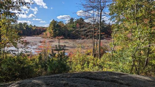 A serene landscape featuring a calm, colorful wetland surrounded by trees under a bright blue sky with fluffy clouds.