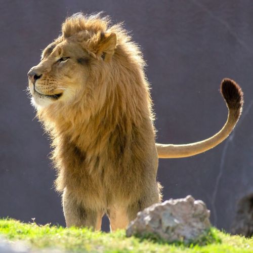 A majestic lion with a thick mane stands proudly, gazing into the distance in a natural setting.