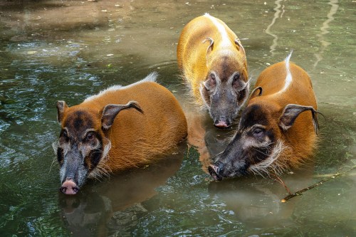 Three wild boars wade in shallow water, their brown fur glistening in the sunlight.