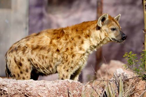 A hyena stands on rocky terrain, showcasing its distinctive spotted fur and attentive posture.