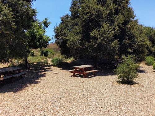 A sunny outdoor area with picnic tables surrounded by trees and shrubs, featuring a gravel ground.