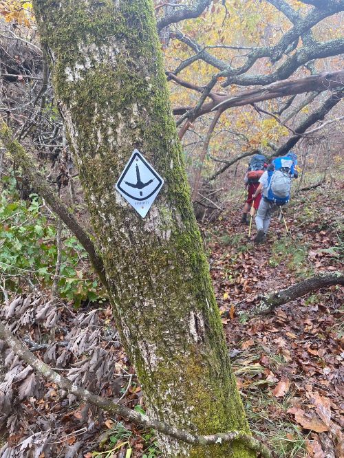 A hiker walks along a moss-covered trail marked by a directional sign on a tree, surrounded by autumn foliage.