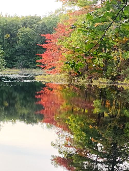 A serene lake surrounded by trees, showcasing vibrant autumn colors reflected in the water.