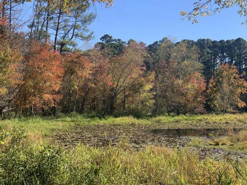 A serene landscape featuring a pond surrounded by trees with vibrant autumn foliage under a clear blue sky.
