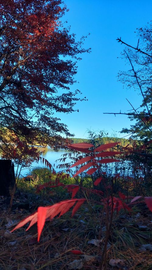 A serene lakeside scene with vibrant red leaves and clear blue skies, framed by trees and gentle water in the background.