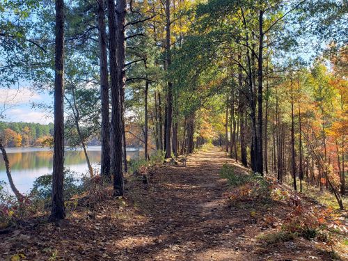 A serene forest path lined with trees, leading to a calm lake, surrounded by autumn foliage.