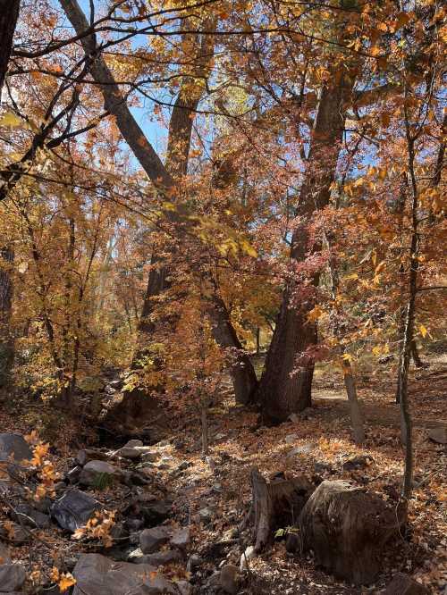 A serene forest scene with tall trees and vibrant autumn leaves, alongside a small rocky stream.