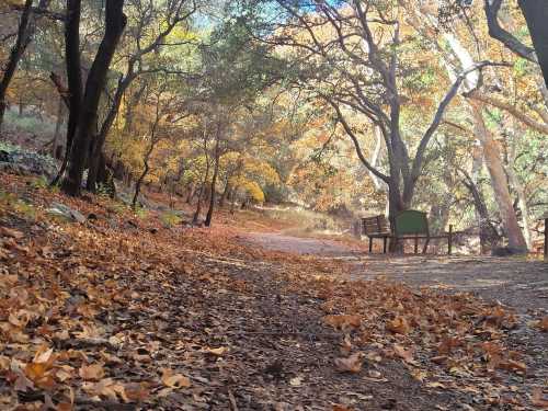 A serene forest path covered in autumn leaves, with benches nestled among the trees.