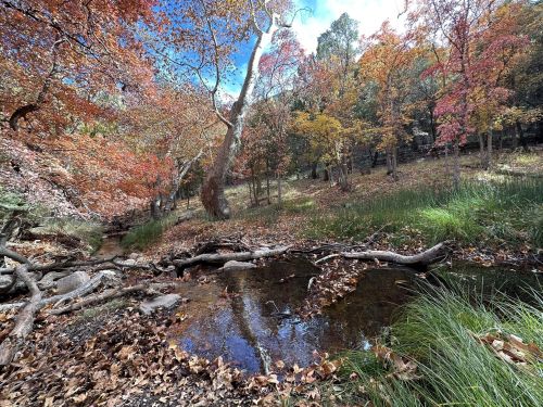 A serene forest scene with colorful autumn leaves, a clear stream, and a fallen log in a peaceful natural setting.