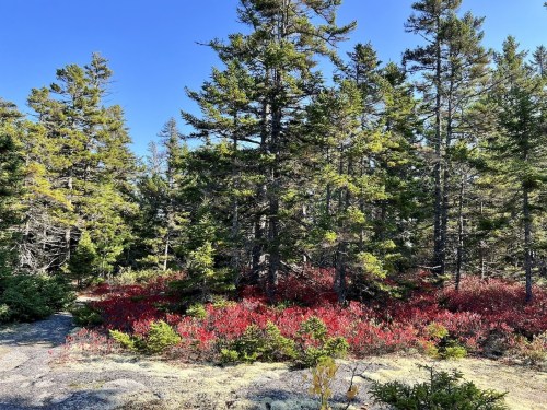 A vibrant forest scene with tall green trees and a ground covered in bright red foliage under a clear blue sky.
