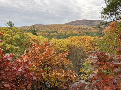 A scenic view of autumn foliage with vibrant orange and yellow trees against a cloudy sky and distant hills.