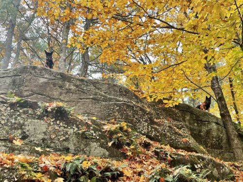 Two dogs stand on a rocky ledge surrounded by vibrant autumn leaves and trees.