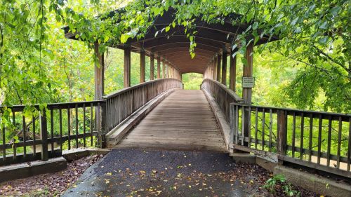 A wooden bridge leads into a lush, green forest, surrounded by trees and foliage.