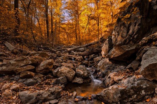 A serene forest scene with a small stream flowing over rocks, surrounded by vibrant autumn foliage.