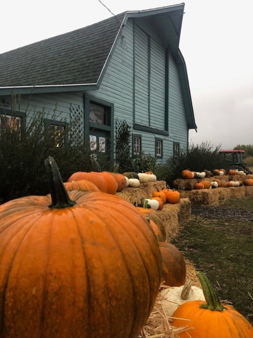 A blue barn surrounded by pumpkins and hay bales on a cloudy day.
