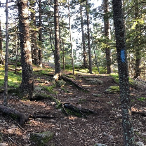 A forest path winding through tall trees, with sunlight filtering through the branches and moss-covered ground.