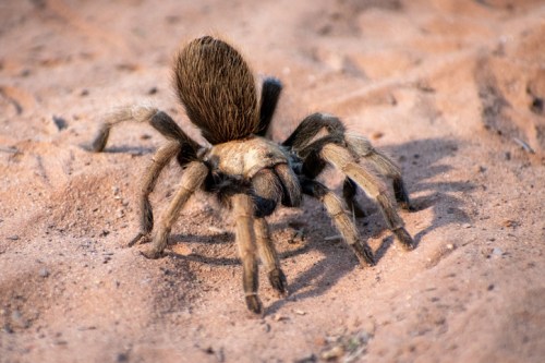 A large tarantula with a hairy body and legs crawls on sandy ground.