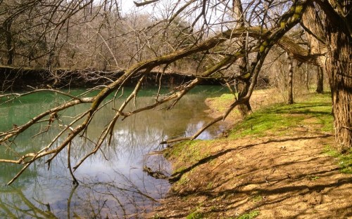 A serene riverbank scene with bare trees and green water, reflecting the surrounding nature on a calm day.