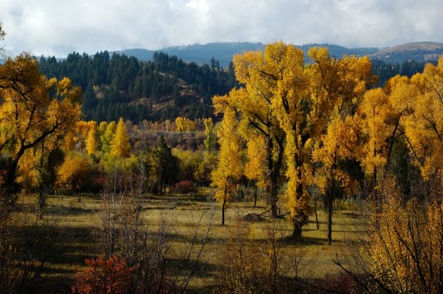Vibrant autumn landscape with golden trees, rolling hills, and a cloudy sky in the background.