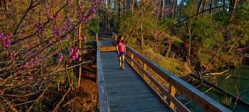 A person walks on a wooden bridge surrounded by blooming trees and lush greenery in a serene natural setting.