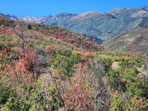 Vibrant autumn foliage covers rolling hills, with mountains in the background under a clear blue sky.