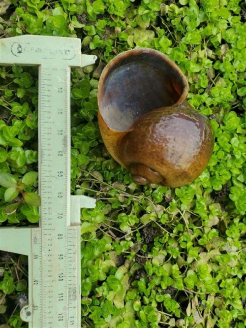 A large snail shell resting on green ground cover, next to a measuring ruler for scale.