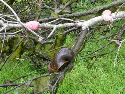 A large snail resting on a mossy tree branch, surrounded by green grass and pinkish growths.