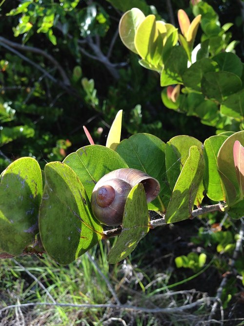 A snail nestled among green leaves, blending into its natural surroundings in a sunny environment.