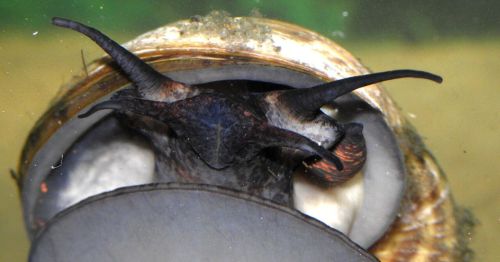 Close-up of a freshwater snail showing its shell and extended tentacles.