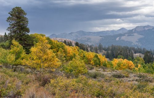 A scenic view of autumn trees with vibrant yellow leaves, set against a backdrop of mountains and cloudy skies.