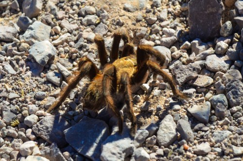A close-up of a tarantula on a rocky, gravelly surface in natural sunlight.