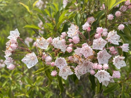 A cluster of delicate white and pink flowers with green leaves in a natural setting.