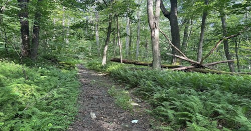 A forest path surrounded by lush ferns and trees, with fallen logs in the background.