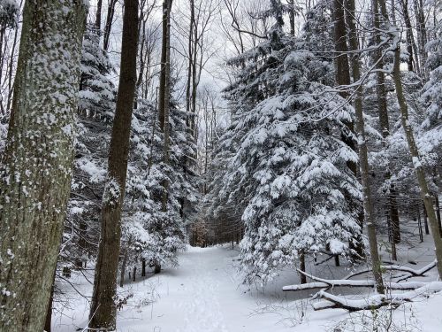 A snowy forest path surrounded by tall trees, with snow-covered branches and a serene winter atmosphere.